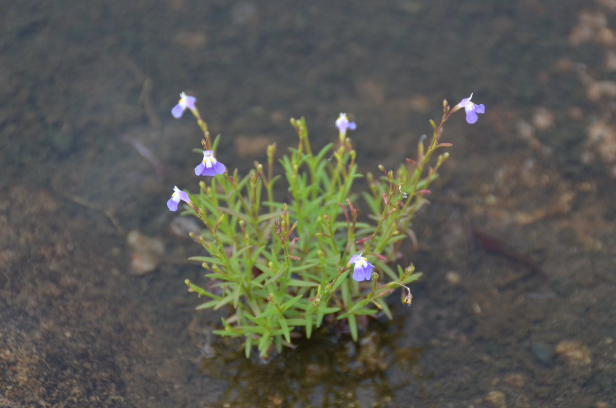 The #Lobelia species in the #alpine zone of the Uganda #Rwenzori mountains are giants compared to their lowland representatives (one pictured). The flowers on tall spikes are the most striking feature of the landscape, and are frequented by endemic sunbirds. #alpineplants