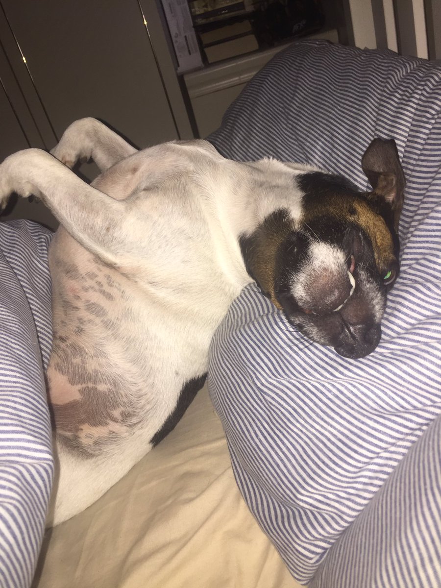 HandyClaire's tweet photo. @BlakesWheels Boj age 3 crept into my bed this morning! https://t.co/WzKHViC7Km