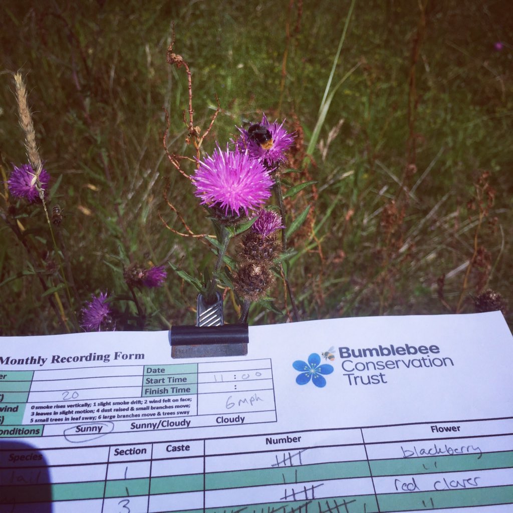 My first <a href="/BumblebeeTrust/">Bumblebee Conservation Trust</a>  #BeeWalk complete! Loads of bees on the farmers set aside, one red tailed bee even landed on my meadow thistle sample 💚🐝