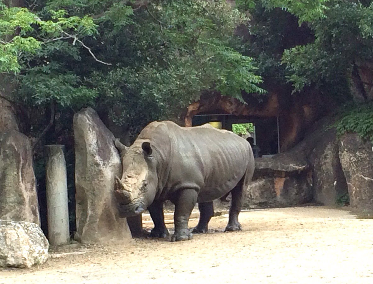 豊橋総合動植物公園 豊橋のんほいパーク على تويتر 泥浴びした後 濡れた部分がかゆいのか 岩などに顔や身体をスリスリ擦りつけます タンディやソフィアも同じように 身体を擦りつけたりしますよ 豊橋 動物園 のんほいパーク シロサイ のんほい月別