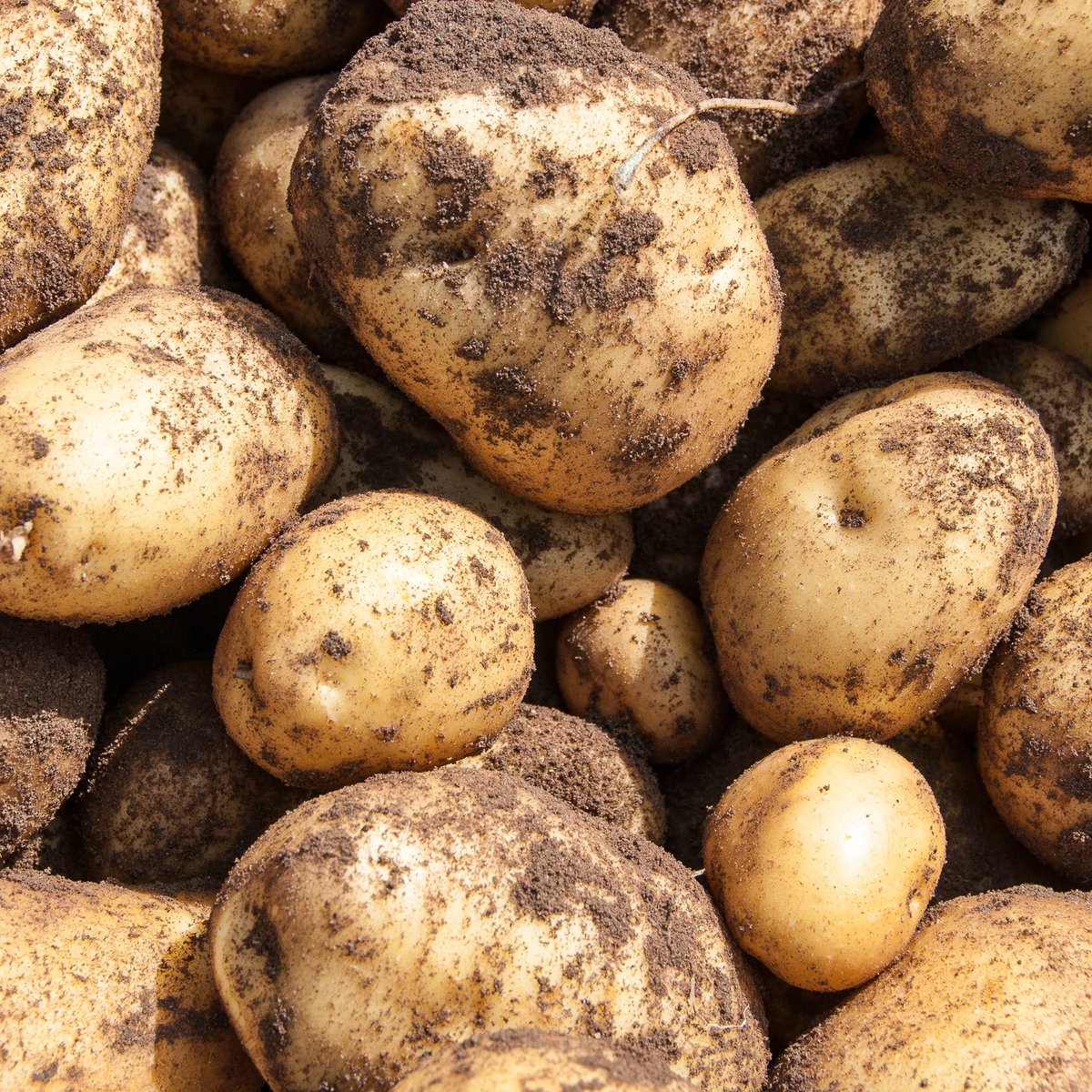 First early potatoes have been lifted!

Which means the Maincrops 💪 are right around the corner ⤵️

 #sustainableliving #bestofbritish  #growyourown #gogreen #newpotatoes #knowyourfood #wearewhatweeat #potatohead #fishandchips #eastcote #ruislip #pinner