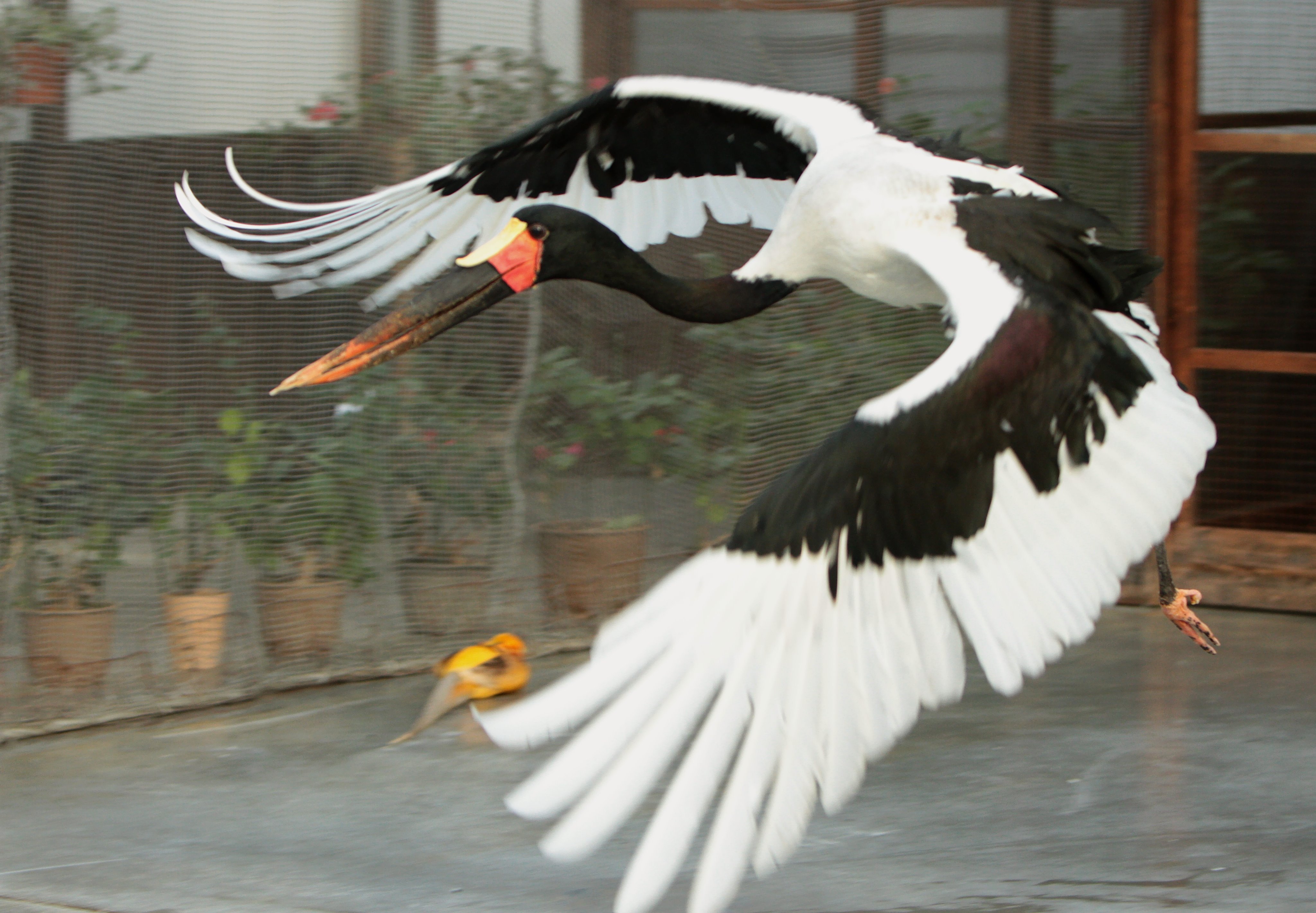 髙柳幸央 掛川花鳥園 クラハシコウ モロ ふたばちゃんばかりズルい もっと私にも注目してー T Co Ow8mxfd6ym Twitter