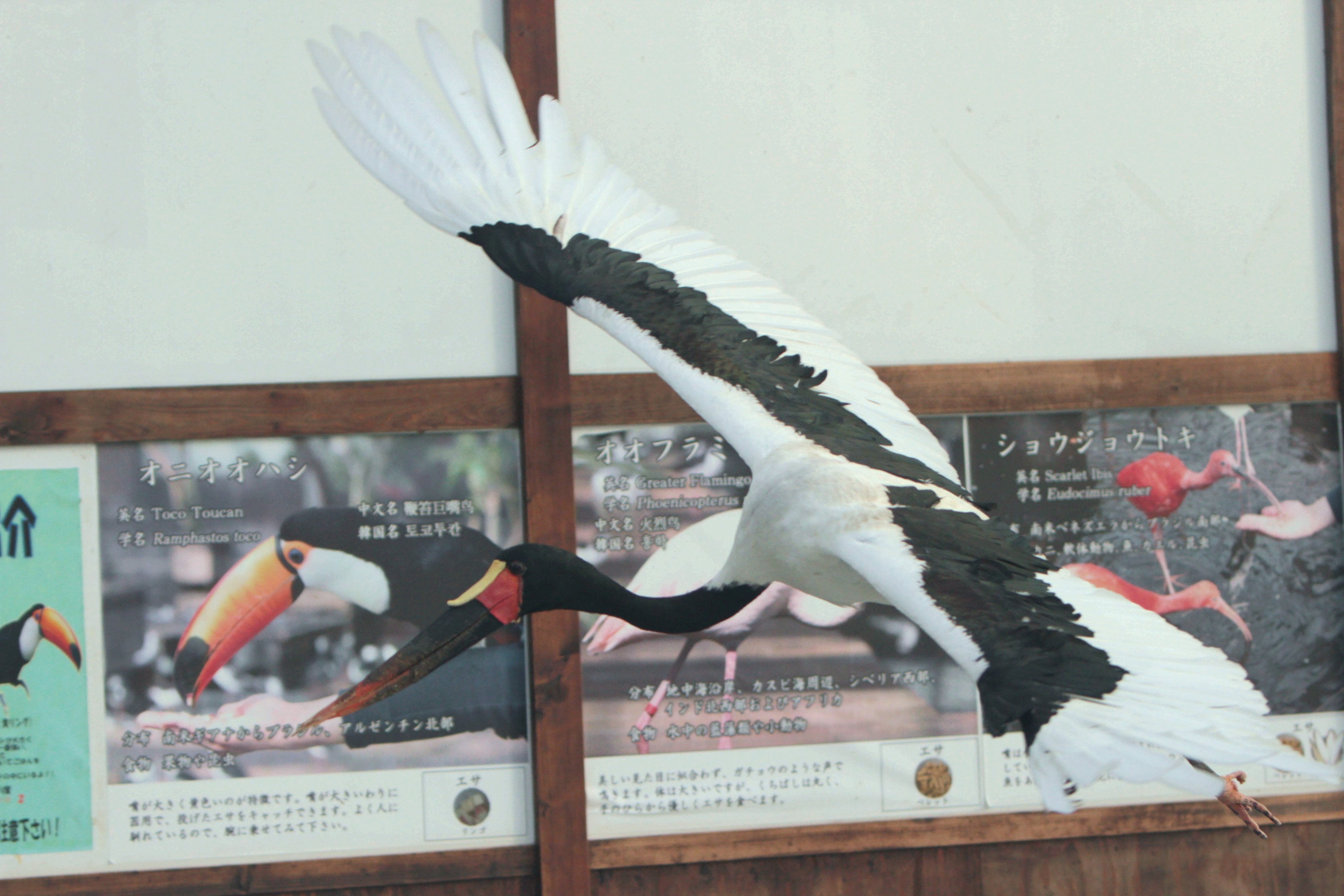 髙柳幸央 掛川花鳥園 クラハシコウ モロ ふたばちゃんばかりズルい もっと私にも注目してー T Co Ow8mxfd6ym Twitter