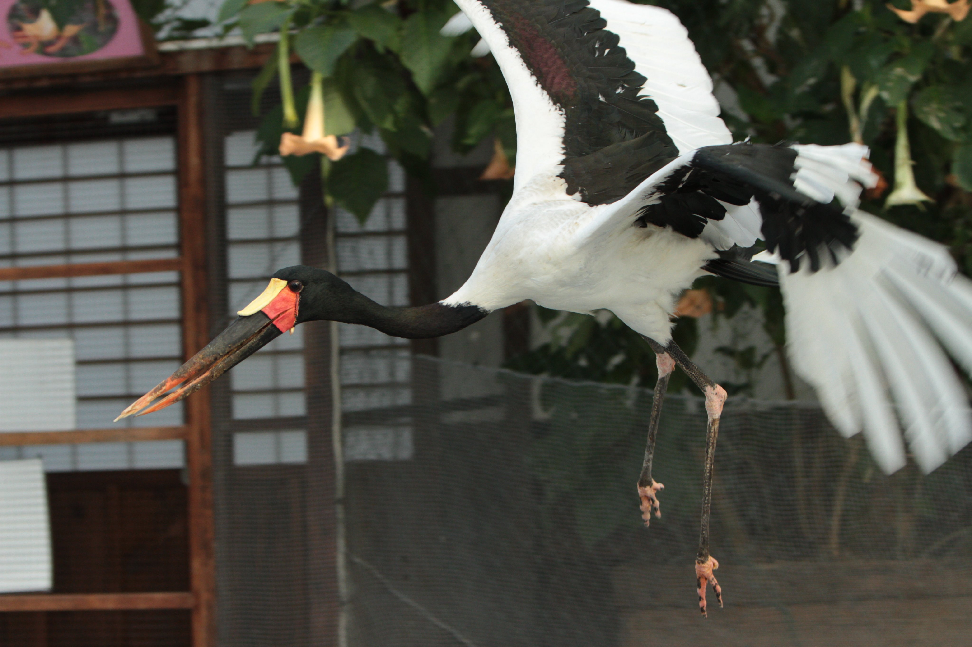 髙柳幸央 掛川花鳥園 クラハシコウ モロ ふたばちゃんばかりズルい もっと私にも注目してー T Co Ow8mxfd6ym Twitter
