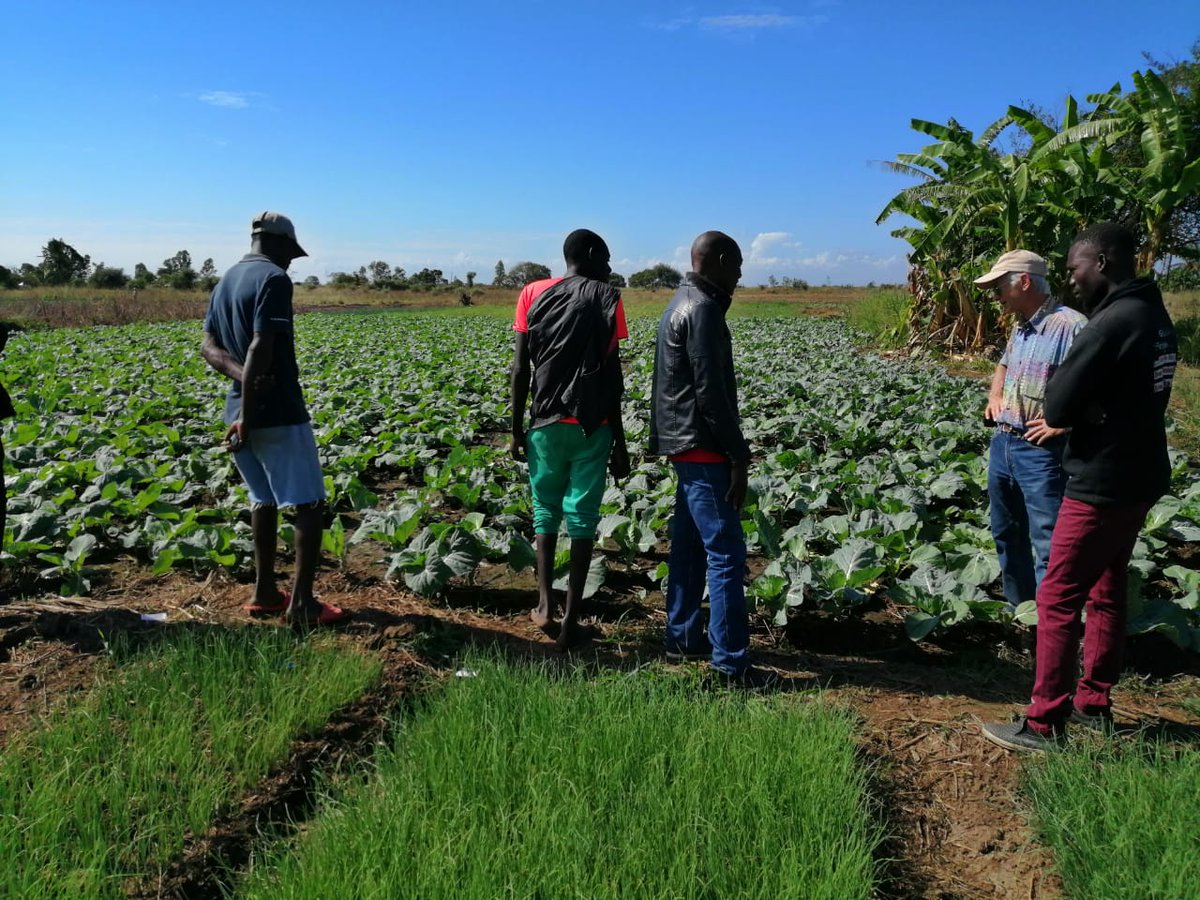 adppmozambique's tweet photo. We feel motivated! Thanks to our #partners and #friends, we were able to #support the farmers of Nhamatanda district who lost everything with cyclone IDAI. The results are in sight, the #fields are producing! #Motivation https://t.co/oG3OSKaysB