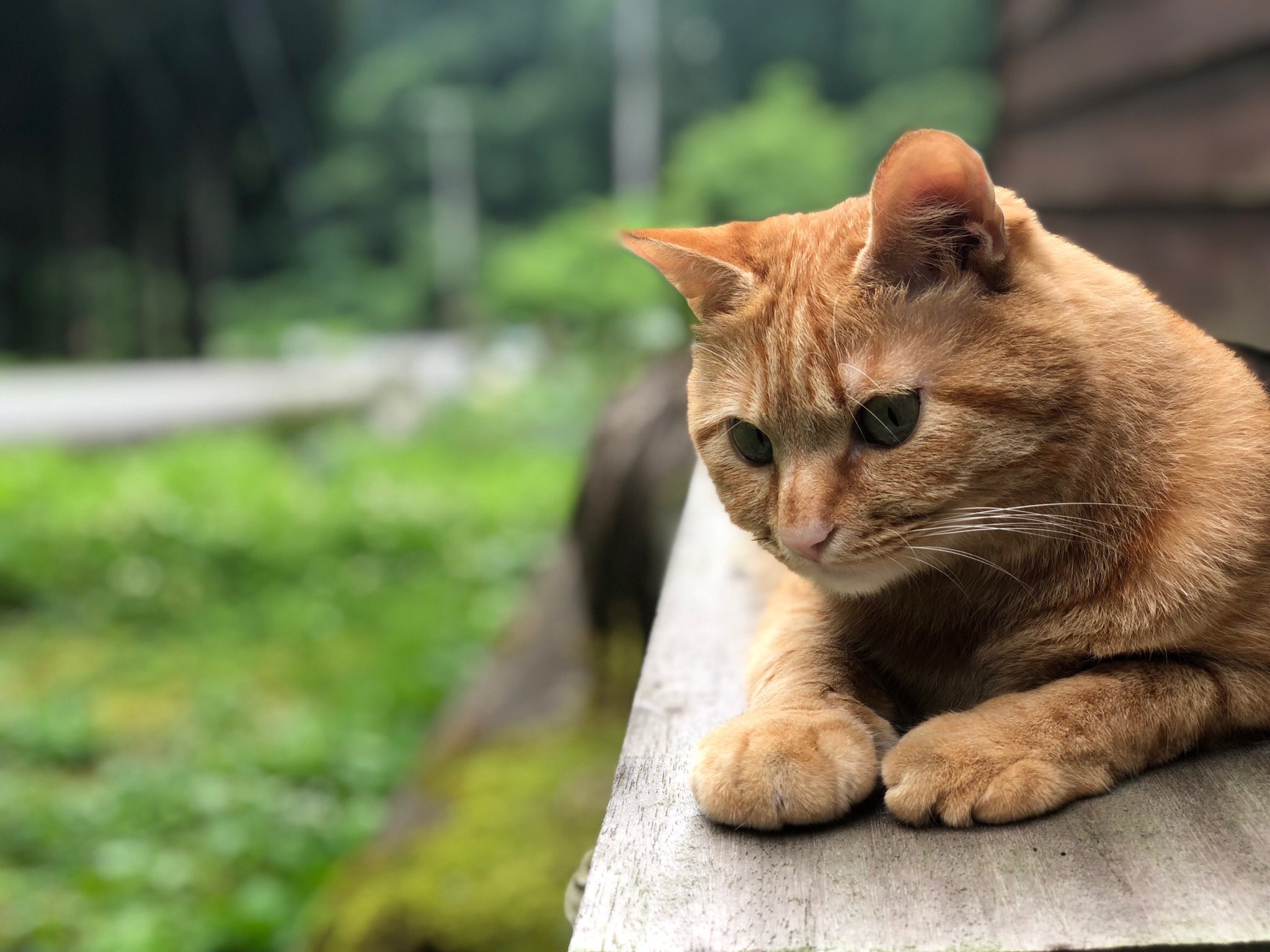 Stone Ship 07 17 18 Art 雑貨21summer 福井 出展 癒し担当 猫の大吉 朝方に帰ってきて凄く甘えてきた 眠いのでなでなでもそこそこに寝てしまったが 朝手を見ると右手が倍になっていた おそらくマムシに手を出して噛まれたんだと思うが 自業 Stone Ship 07 17 18 Art 雑貨21summer 福井 出展 癒し担当 猫の大吉 朝方に帰ってきて凄く甘えてきた 眠いのでなでなでもそこそこに寝てしまったが 朝手を見ると右手が倍になっていた おそらくマムシに手を出して噛まれたんだと思うが 自業