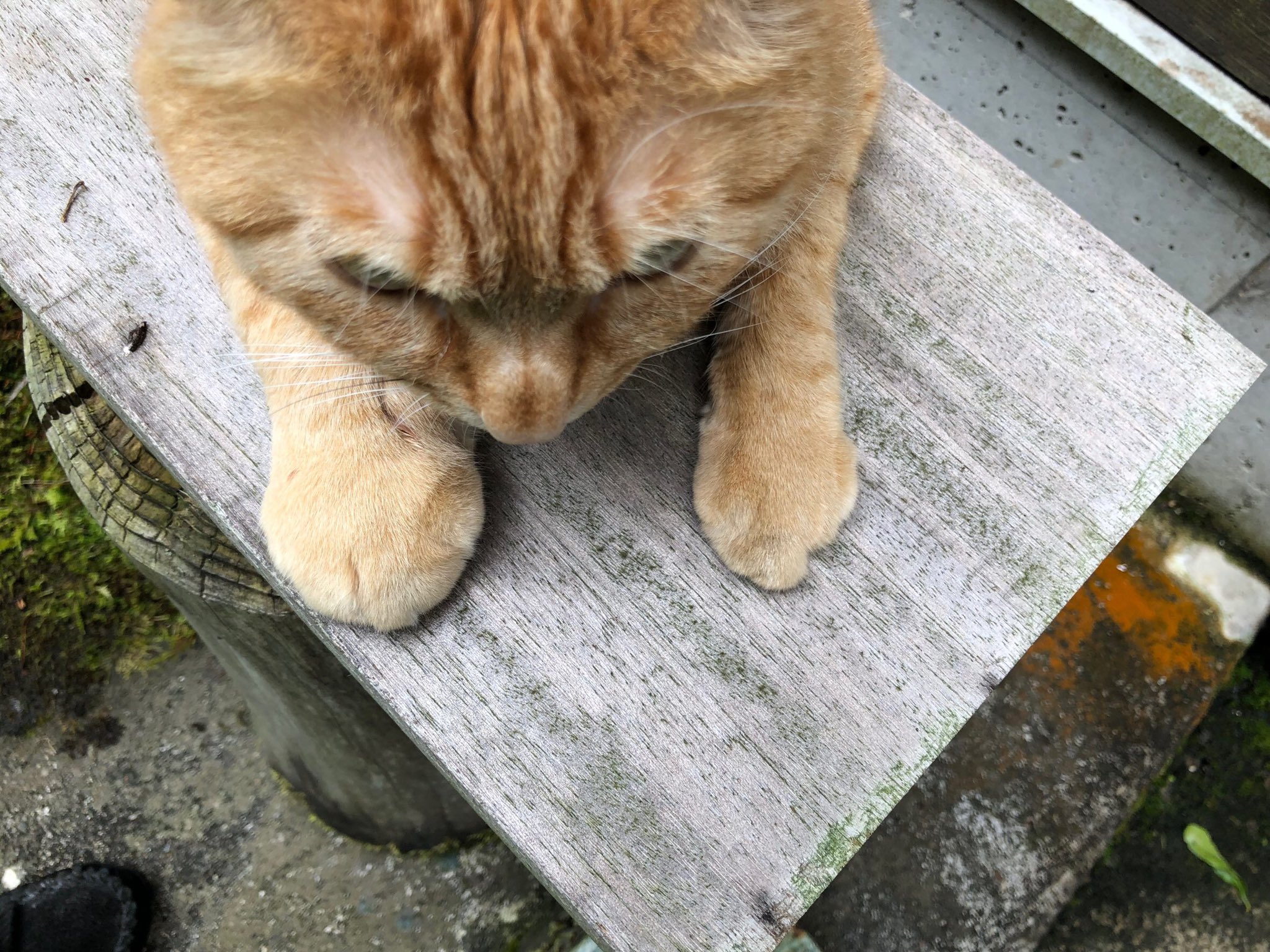 Stone Ship 12 18 19shopgenjiroのart 雑貨21 福井 ブース63 癒し担当 猫の大吉 朝方に帰ってきて凄く甘えてきた 眠いのでなでなでもそこそこに寝てしまったが 朝手を見ると右手が倍になっていた おそらくマムシに手を出して噛まれたんだと思うが