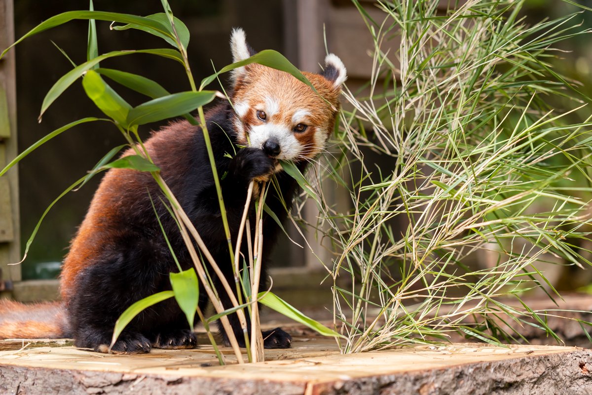 PaigntonZoo's tweet photo. Ember is six today! 🎉
Since joining us in May from @SheprethWPark, female red panda Ember has become a firm favourite with our guests and is easy to distinguish from male companion, Randy, with those lovely, large ears. Please join us in wishing Ember a paw-fect birthday! 🐾 https://t.co/rNumzI2EMU