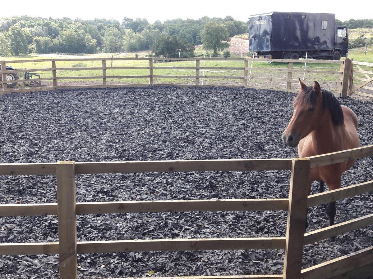 ponypowertrust's tweet photo. #pickles checking out our new circular #joinup pen built by the wonderful #landtechsolutions thank you! #equinetherapy #safespace @aponyhour #Cheshire https://t.co/M5S2s2kGnv