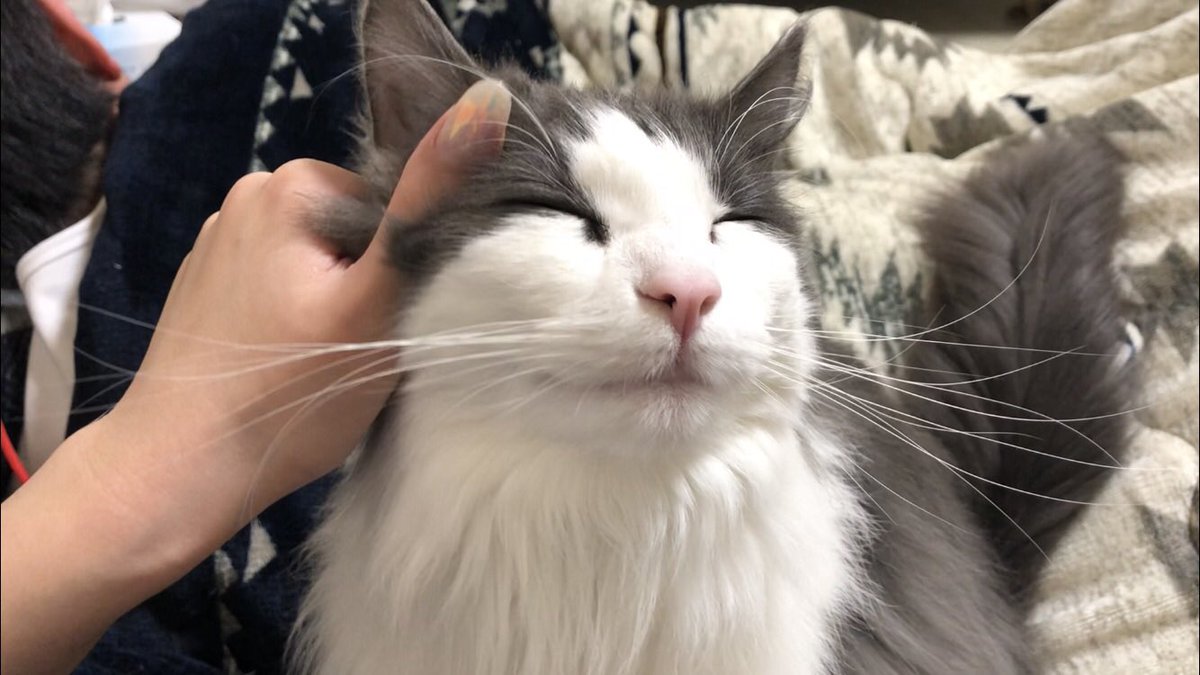 とんこつには紅しょうが 昨日の夜いきなり痙攣を起こし 急いで夜間救急で病院に行きました 痙攣は40分以上続き 意識はありませんでした お医者さんに 猫の痙攣でここまで重いのは見たことない 覚悟してください と言われる 口から泡を出し 目は