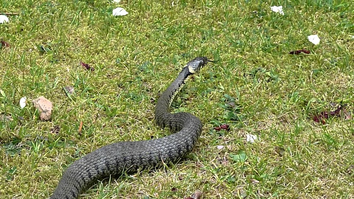 drepestcontrol's tweet image. It's no #missingpython but we spotted this lovely grass snake in @MiltonCountryPk #Cambridge while on petrol this week. Environmentally-friendly #pestmanagement