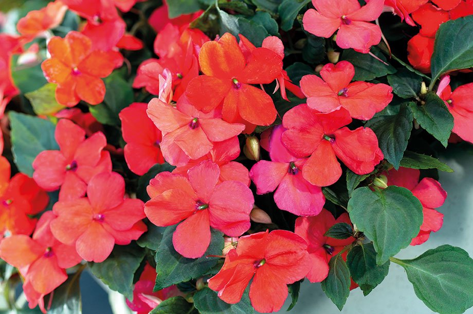 Huge congratulations to Syngenta, winner of #HWBusinessAwards 2019 Best Ornamental Plant Introduction for Imara. Read about the winning plant and all of our outstanding 2019 Business Award Winners here: hortweek.com/business-awards
<a href="/HortweekAwards/">Horticulture Week Business Awards</a> <a href="/Syngenta/">Syngenta</a> <a href="/Modiform/">Modiform B.V.</a>