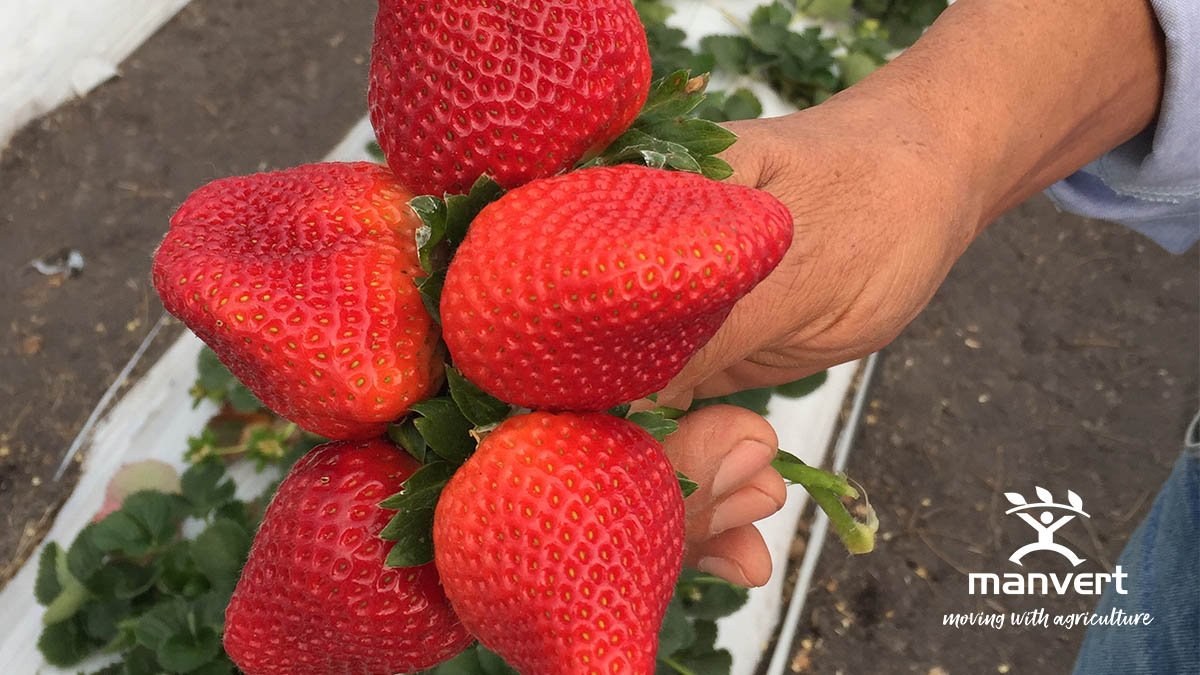 manvert_'s tweet photo. 🍓Estos deliciosos #fresones, cultivados en #México, han sido tratados con #manvertfoliplus, lo que ha mejorado su engorde👌#organicagriculture #MovingWithAgriculture #manvert #bioestimulantes https://t.co/Xbvf97e93L