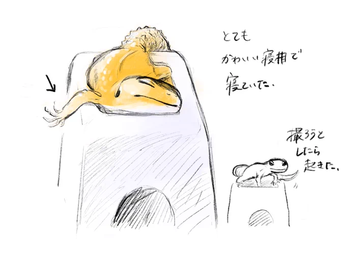一昨日の朝 レオパが 