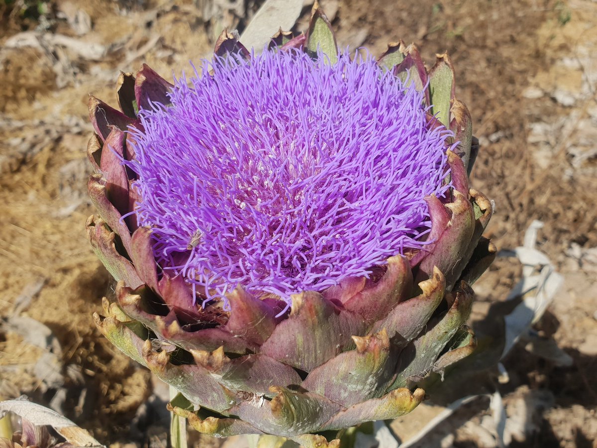 verdcampfruits's tweet photo. #funcionalcrops
#flowercrops
#artichoke 
#artichokeheartsday 
#beehappy
#bees 
#beautiful 
#sustainable https://t.co/zGTTuzbYPM