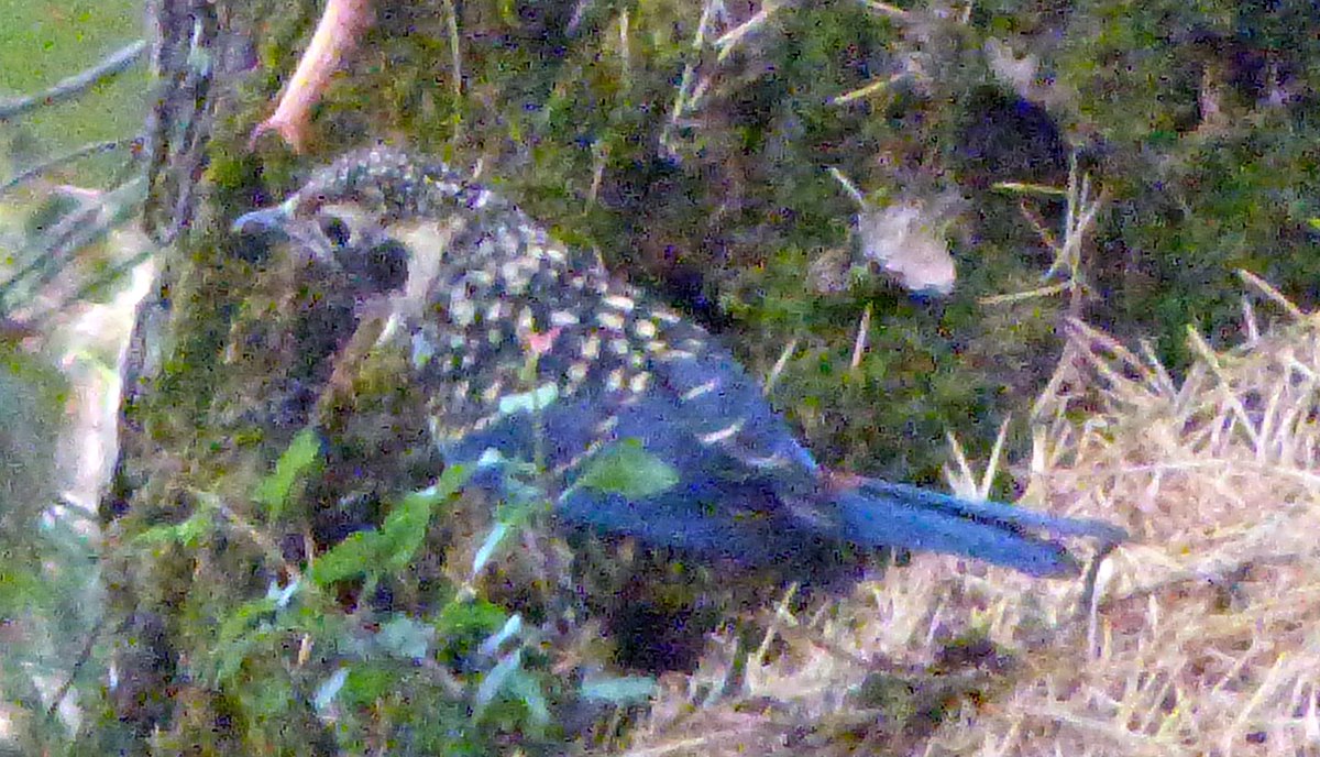 hcdin's tweet photo. @Team_eBird Can anybody please identify this species? Found it on 26 June, Garhwal Himalayas, Kanatal, Near Mussoorie, Dehradun. https://t.co/8XwaM2rFh7
