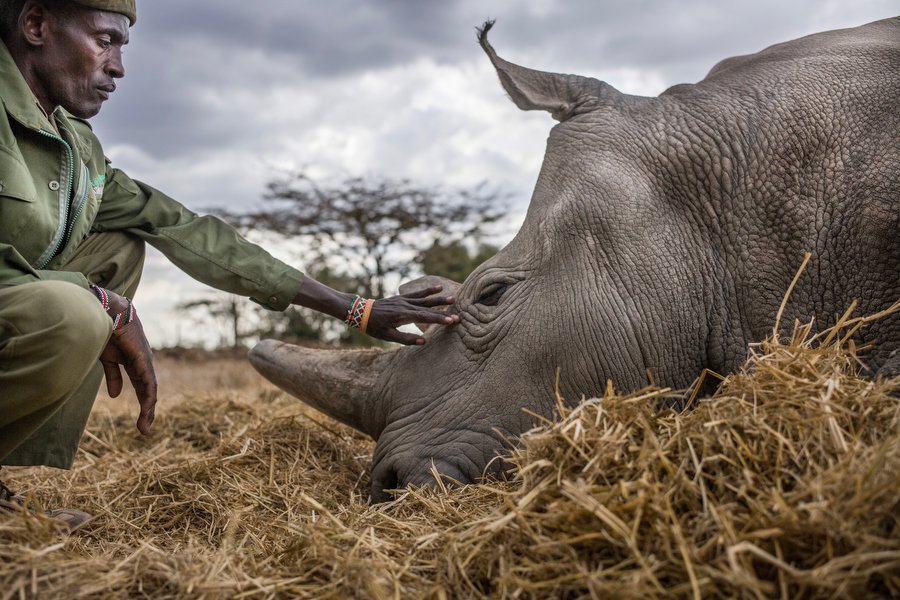 OlPejeta's tweet photo. Check out photographer's @ASKMOTT exhibition, No Man's Land, at Anastasia Photo gallery, 143 Ludlow Street, New York. Here, you get an intimate view of what it takes to care for the last two northern white rhinos on Ol Pejeta.
https://t.co/ZCp6odFBaZ
📷 @AskMOTT
#OnlyTwoLeft https://t.co/dBquBuIAzS