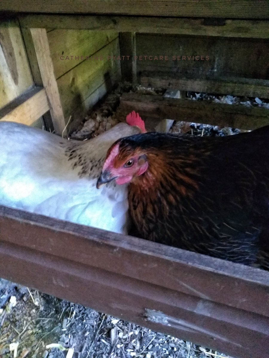 cpyattpetcare's tweet photo. Lots of happy little animals this morning. https://t.co/dR3z12n7zf