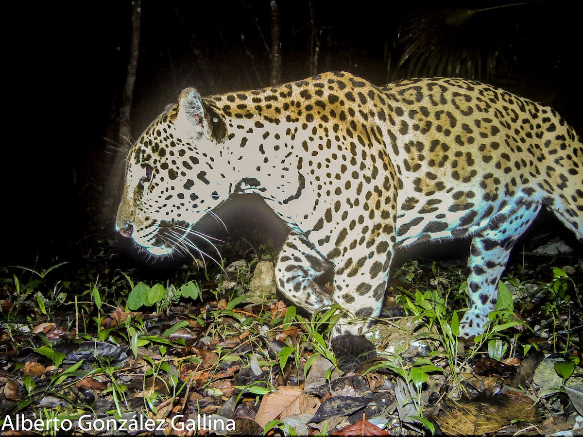 LatinAmericanScience tweet media