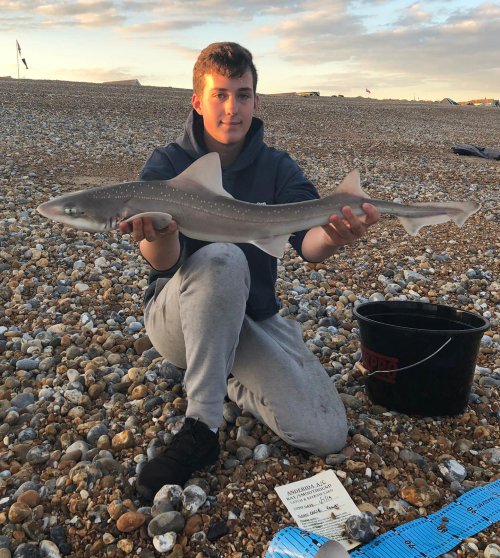 🦈🎣😃Ollie Franks (15yrs) with a 7lb 13½oz Smoothound, one of three caught from Pevensey Bay beach🦈🎣😃 Well done Ollie!! 🦈🎣😃
Lots more pics from SUSSEX SMOOTHOUND SUMMER at bit.ly/306wKv6  #sussexfishing #seafishing #beachfishing #smoothound #shark !!