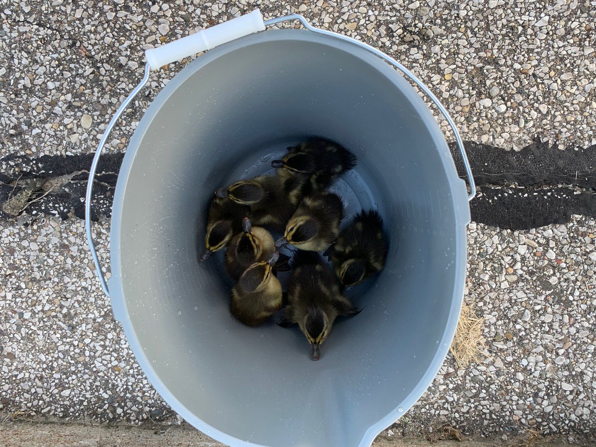 cmupd's tweet photo. Quack Quack! CMUPD was called this morning about eight baby ducks in the bottom of a storm drain. CMUPD and FM staff plucked the ducks from the drain with an improvised net. The ducks were escorted across campus to a pond where they were reunited with their mama. https://t.co/CGEtaHU5ml