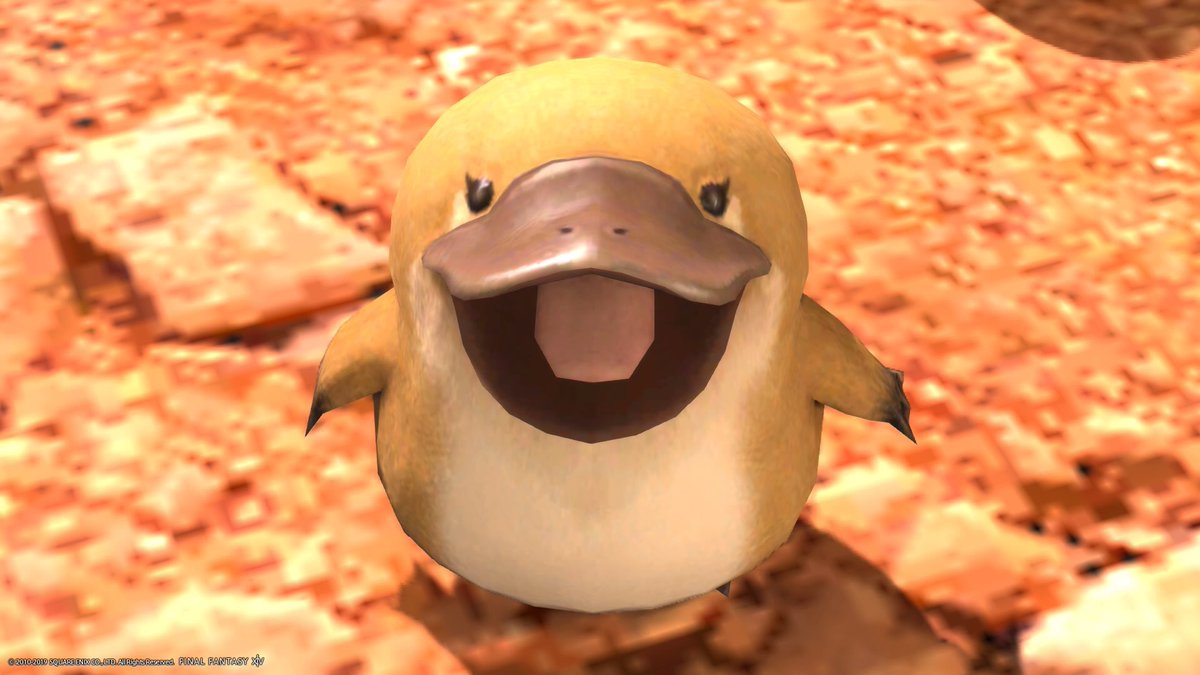 もちもち この良さ伝われ タイニーダックビル カモノハシ