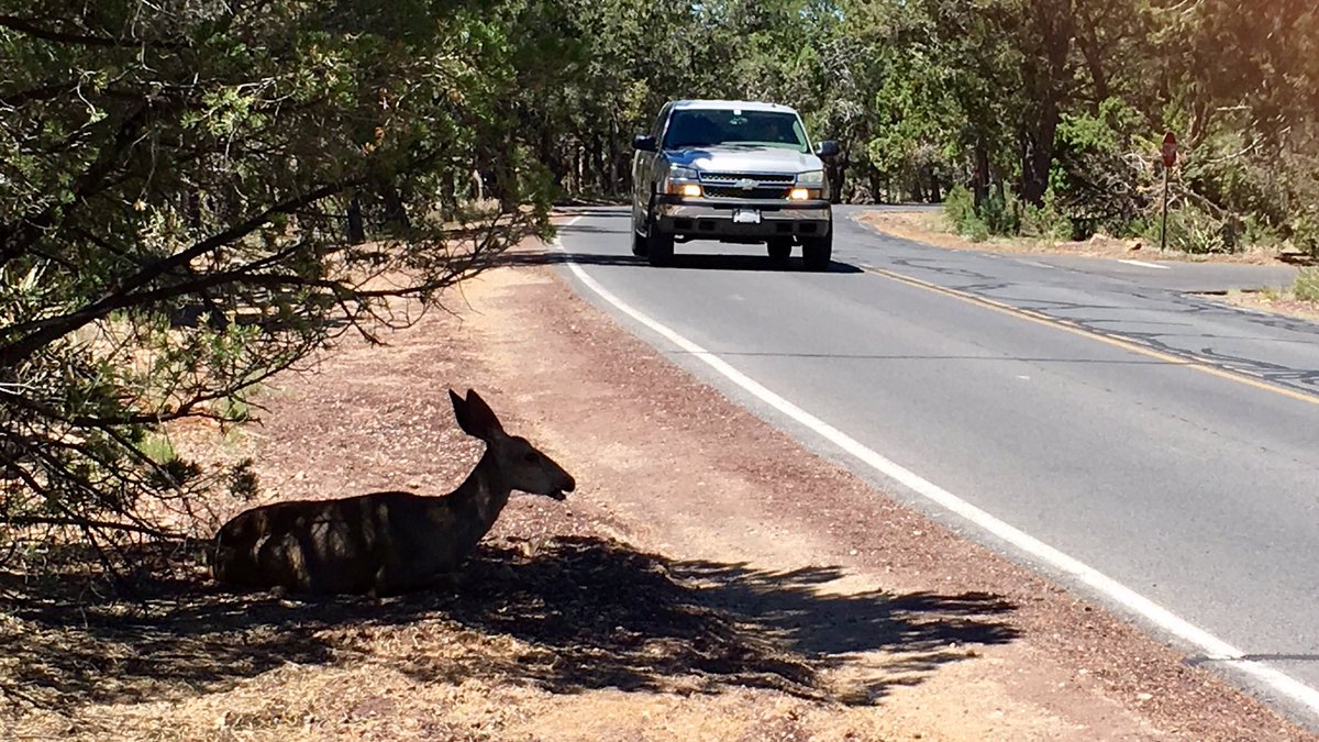 GrandCanyonNPS's tweet image. During our sustained heat this weekend, you may notice wildlife seeking out shade. Drive slowly and watch for deer and elk by the side of the road. 

#Wildlife #ExcessiveHeatWarning #Arizona #GrandCanyon (July 20, 2024)