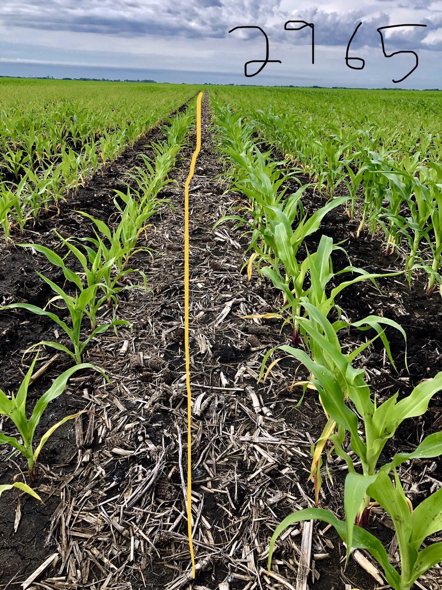 Jamie Kloster (@jamieklost) on Twitter photo Croplan 2965 showing it’s elite early vigor in some tough wet conditions. Competitor product on the left isn’t bad but not many hybrids can keep up with the early vigor of 2965. <a href="/CROPLANseed/">CROPLAN_North</a> Croplan 2965 showing it’s elite early vigor in some tough wet conditions. Competitor product on the left isn’t bad but not many hybrids can keep up with the early vigor of 2965. <a href="/CROPLANseed/">CROPLAN_North</a>