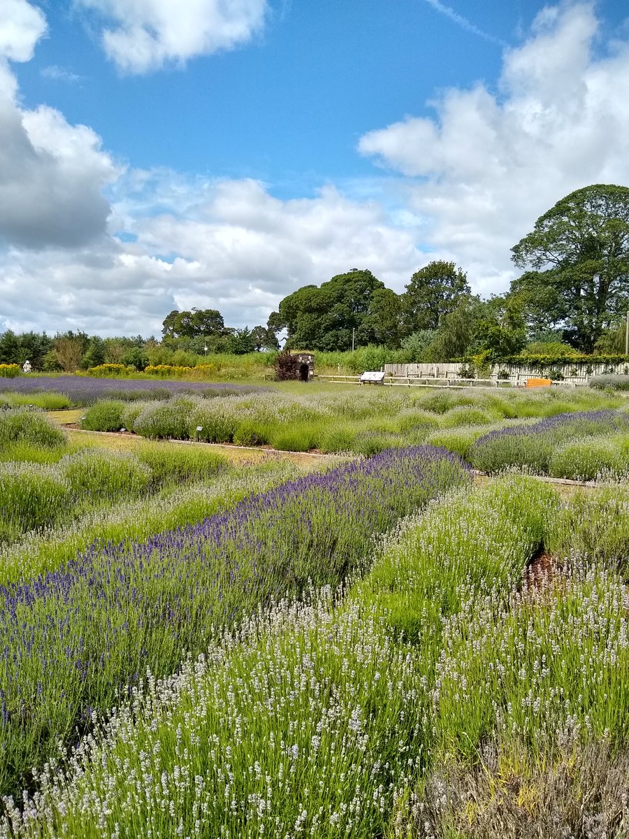 waverleytwander's tweet photo. Myself, Bramble & #DouglasB enjoyed our day @woldswaylavende with the Boys, gorgeous day out @Welcome2Yorks #lavender #trainride #play #Denbuilding #lotsofbees #dragonflies #butterflies @365DaysWild https://t.co/xMhUoozWPG