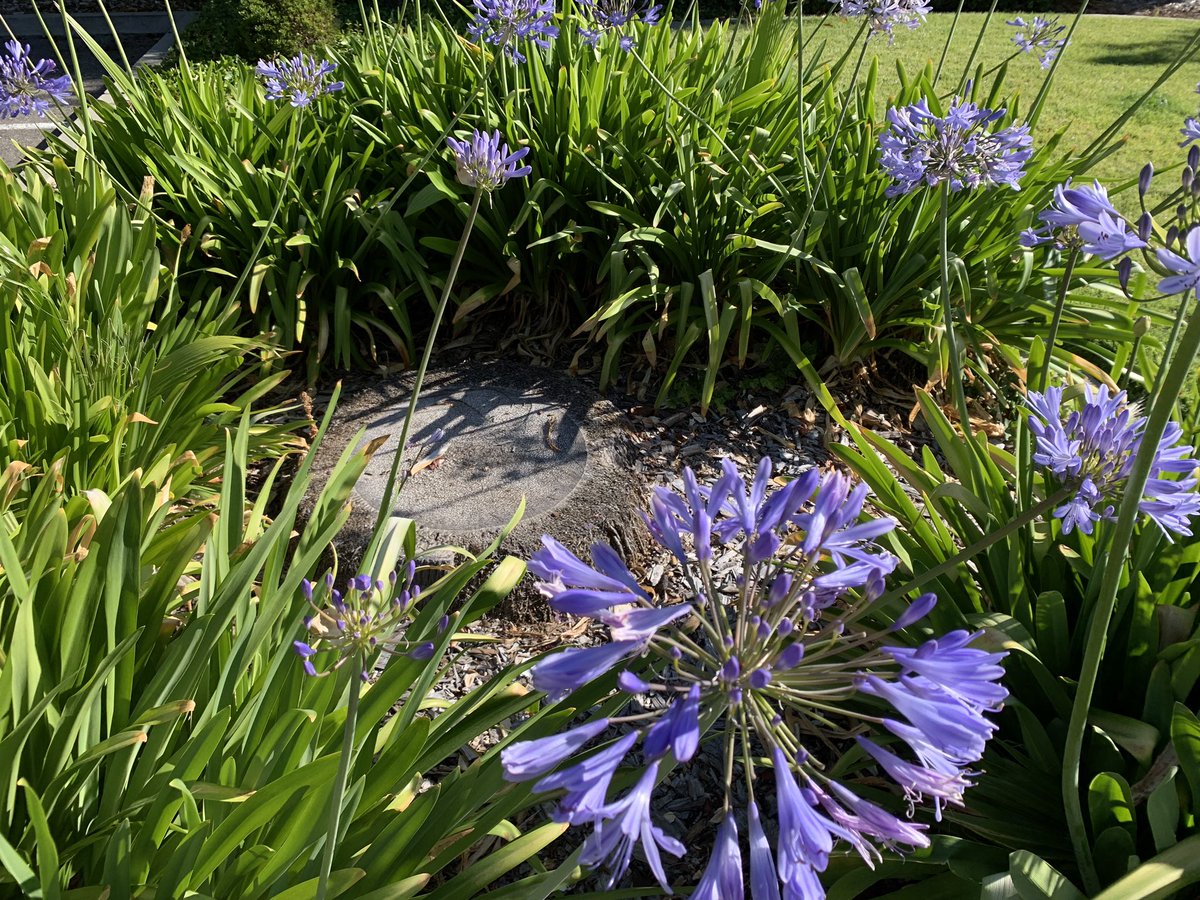 Tree stump surrounded by flowering plants.