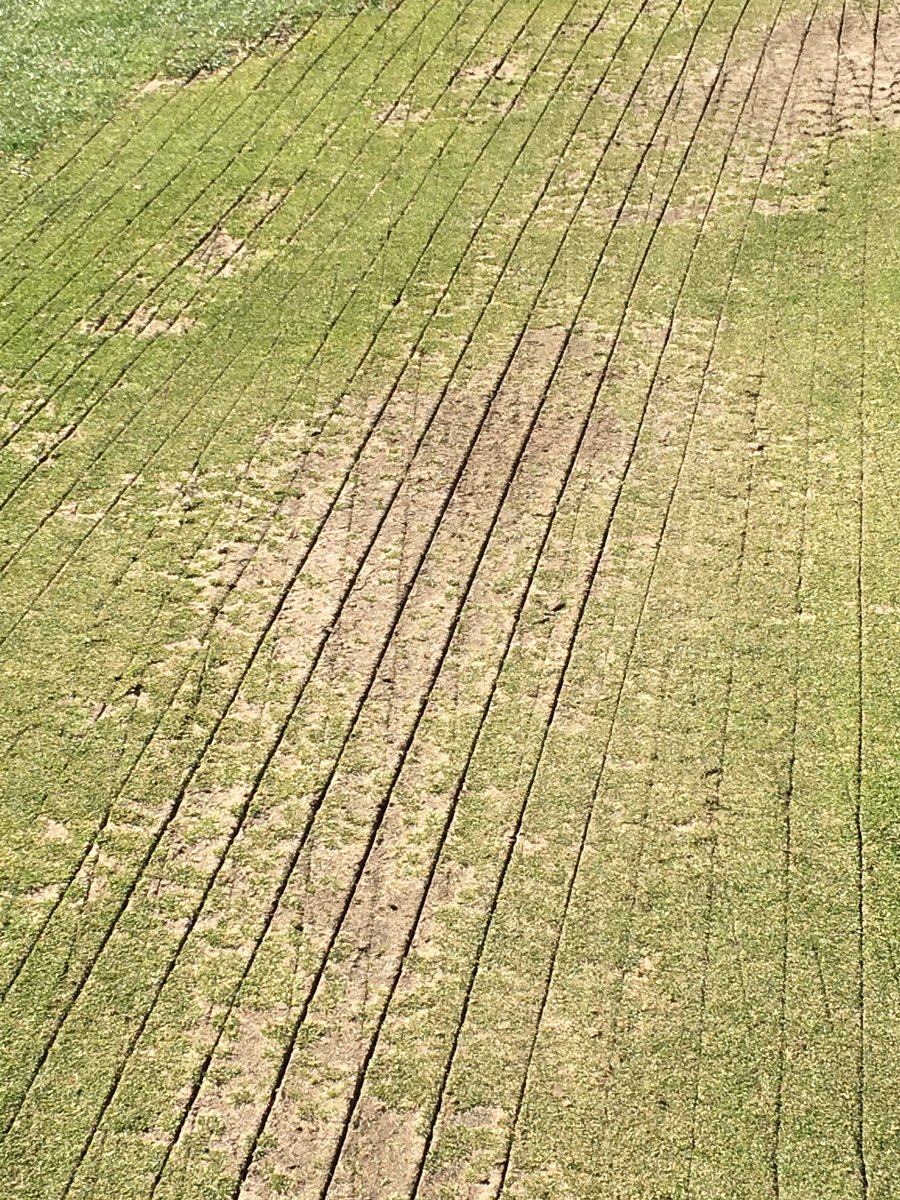 HGCcourse's tweet photo. Drill seeding greens today #progress https://t.co/sVlXoZbukP