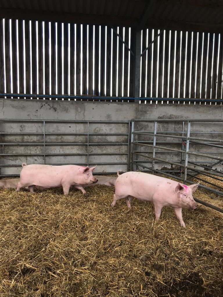 WhirlowHallFarm's tweet photo. It's a tradition at Whirlow that new arrivals are named after our newest staff members...so meet Ruth &amp; Zoe our new sows. Welcome to the farm ladies! #pigs #whirlowworks #nicetomeetyou https://t.co/Yf9XM76sgi
