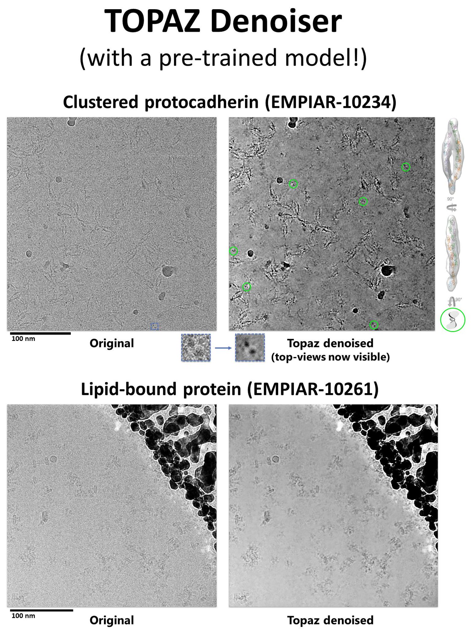 Alex J Noble Sur Twitter We Present Topaz Denoiser A Method For Denoising Cryoem Images Based On Noise2noise A Pre Trained Model That Takes Only A Few Seconds To Denoise An Image Alex J Noble Sur Twitter We Present Topaz Denoiser A Method For Denoising Cryoem Images Based On Noise2noise A Pre Trained Model That Takes Only A Few Seconds To Denoise An Image