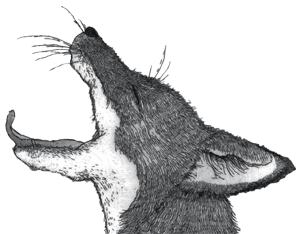 Tongue Dancer Wines:  New Releases from Sonoma County - i-winereview.com/blog/index.php…