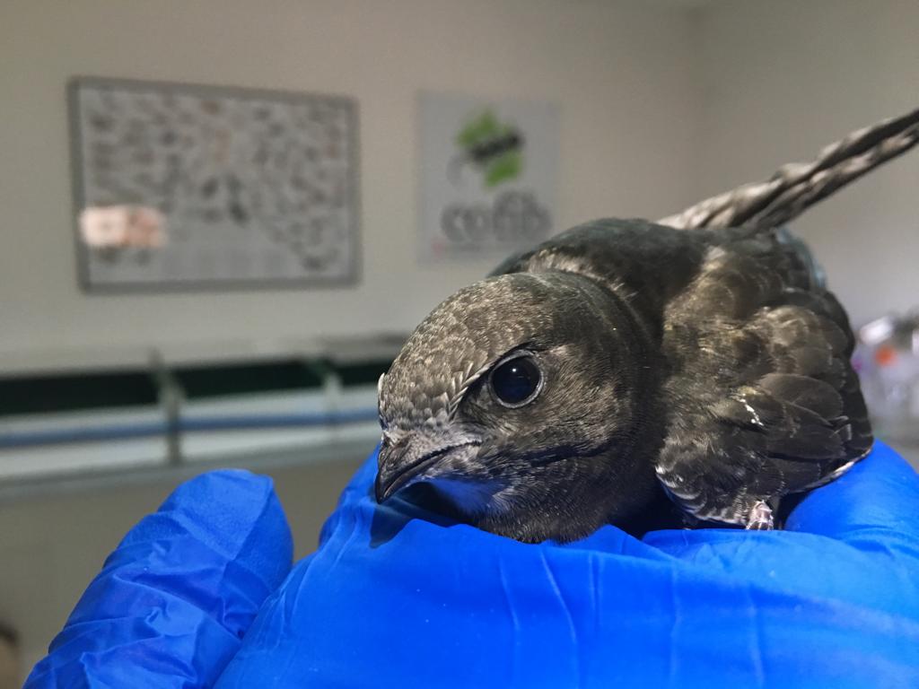 📢 ATENCIÓ: El COFIB demana AJUDA per atendre el gran nombre de falzies que els estan arribant aquests dies!

🐦 Necessiten persones VOLUNTÀRIES per anar al centre de recuperació a les hores predeterminades en que es dóna aliment als pollets.

📞 Per ajudar crida al 607 55 40 55.