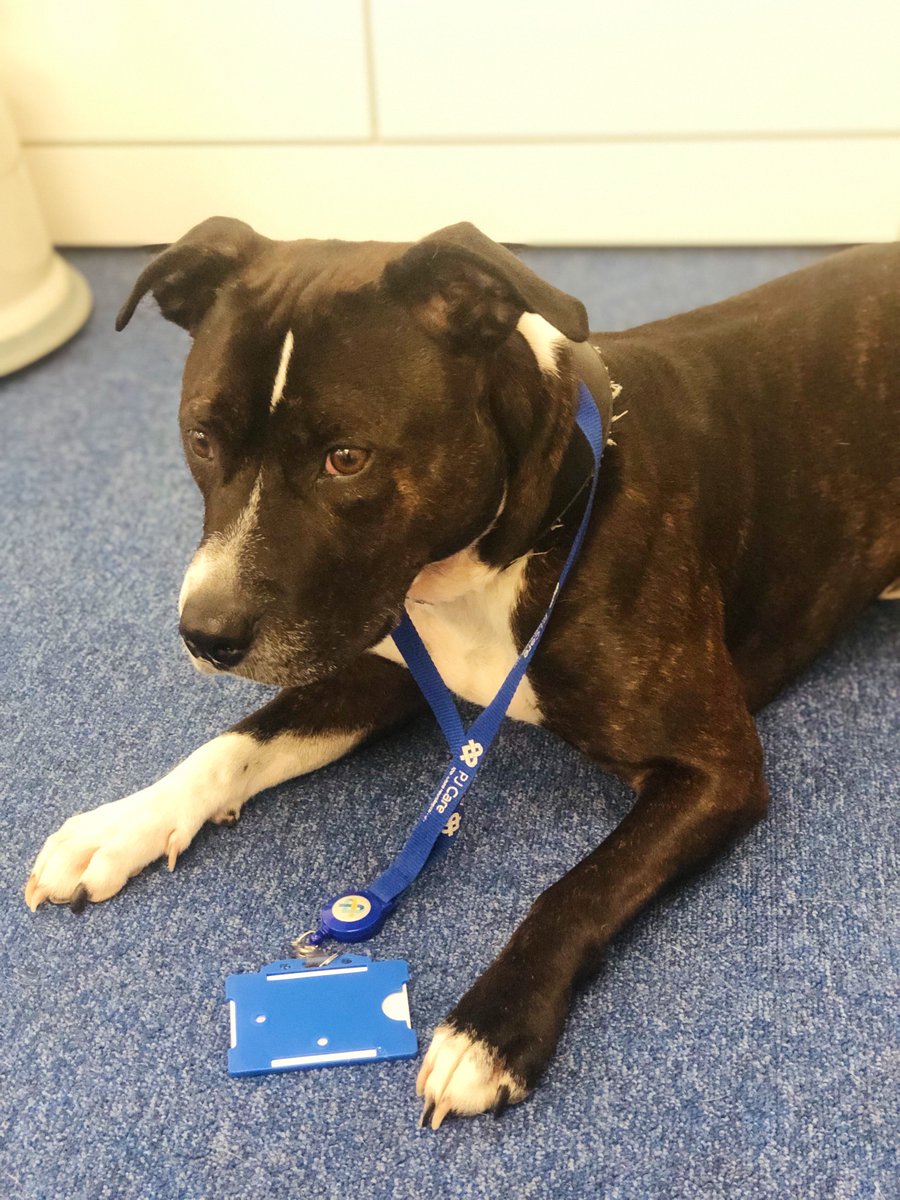 PJCare's tweet photo. Come on Jack, mid-week is no time for a lie-down, we've got stuff to do!
#neurologicalcare #pjcare #dementia #alzheimers #huntingtons #carers #nurses #top100toworkfor #midweekfeels #dog #cute #puppy #dogsatwork #therapydogs https://t.co/xgZgfU2dbn