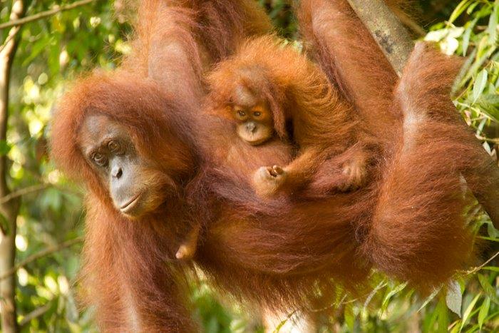 looking forward to <a href="/Borneo/">Aleksandar Novosel</a> programme tonight with Judi Dench 

loved my visit there and happy to help you plan your trip

Jakki.hatton@travelcounsellors.com