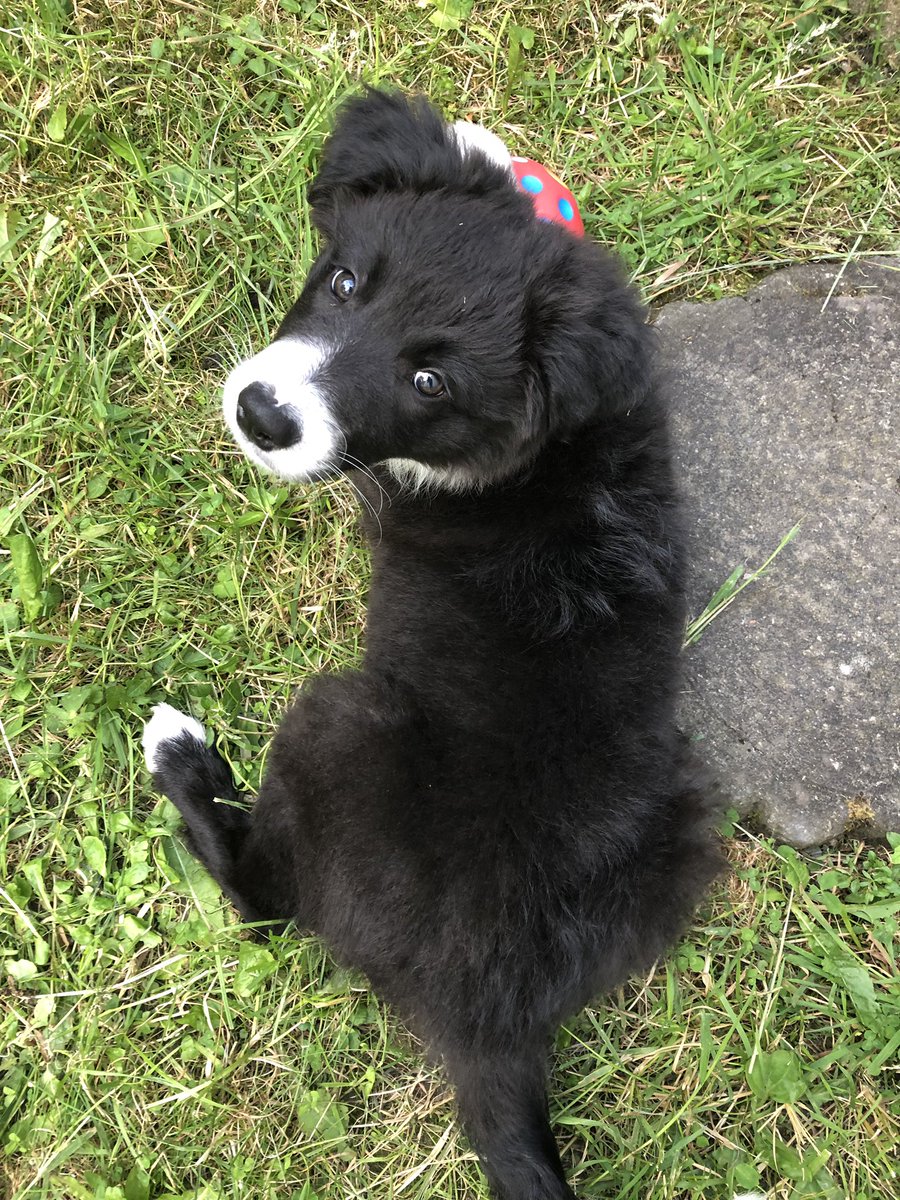 Meet the newest addition the the Flock, can’t wait to get Floss out exploring when she’s had all her jabs  #notjustlakes #weekendbreaks #holidayhome #ukbreaks #groupholidays #holidaycottages #alfredwainwright #exploretheworld