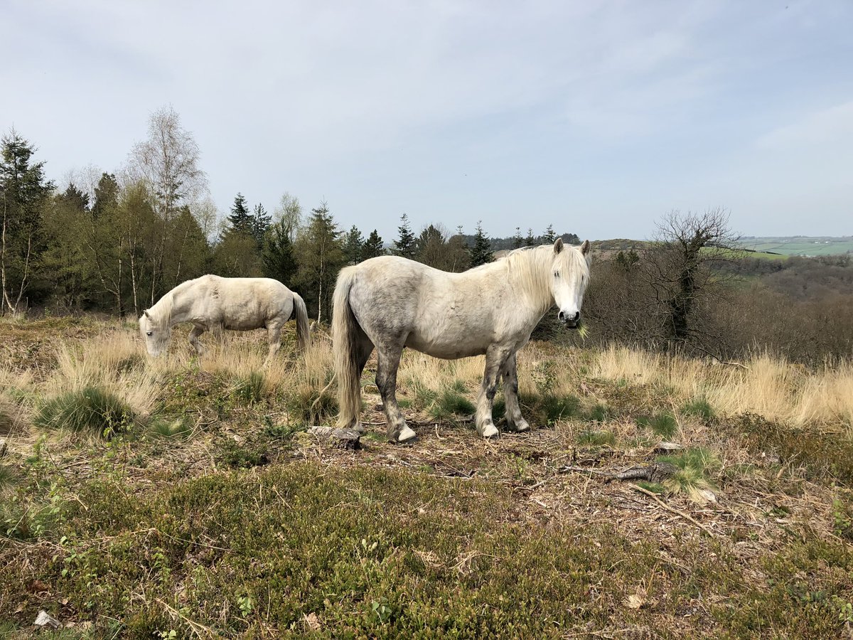 FingleWoods's tweet photo. @OnlyInDevon Wow! I never knew that...

Here’s to the 3 hill forts in the Teign Valley! #Dartmoor And the recently departed ponies that carried out #conservation grazing on the site. #hillfortswednesday https://t.co/FoRcFfTsuy