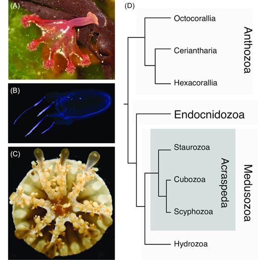 Whitney_Lab's tweet photo. #RyanLab @medinaLabPSU @boxjellytalk @InvertebratesDC + more publish Box, stalked, and upside-down? Draft genomes from diverse jellyfish (Cnidaria, Acraspeda) lineages... Cubozoa, Staurozoa, Scyphozoa #1stStauroGenome https://t.co/GGuvvO0MDh https://t.co/yMlr7FrfwN