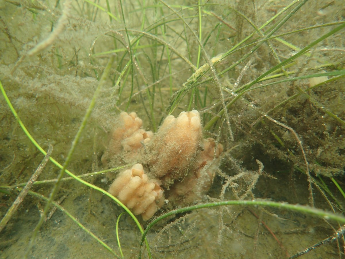 Marinegeo_FL's tweet photo. In Florida we are trying to think outside the box or bait in this case. Introducing the "tuni-pop"! #squidpops are a common #marinegeo predation assay but how can we advance that? Styela plicata, a non-native ascidian is common in seagrass, so lets try it along side squidpops! https://t.co/HaF5PQ7fb1