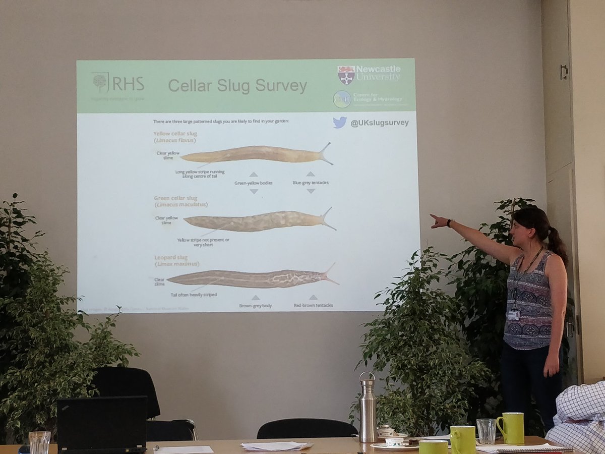 Jassydrak's tweet photo. Slugs don't all eat your plants, some eg leopard slug eat other slugs! Help @I_Cavadino's research @The_RHS by having for slugs at night a look at night (with a torch) and filling in the survey https://t.co/YWFvJqtCpH #treecitzsci #THCSN https://t.co/ht3HmZTmOI
