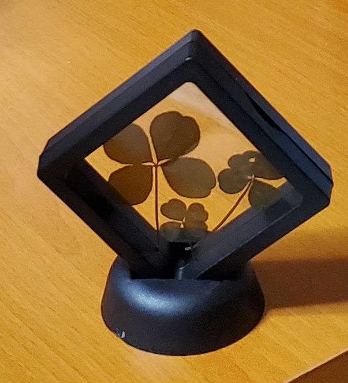 若菜 休憩中にセリアに行ったらネイルディスプレイスタンドって言う物があったから買ってみた 本当はアクリルキーホルダーとか飾りたかったけどギリギリ入らなかったから去年取ったクローバー を飾ってみたよ W T Co Druxd6xlvz Twitter