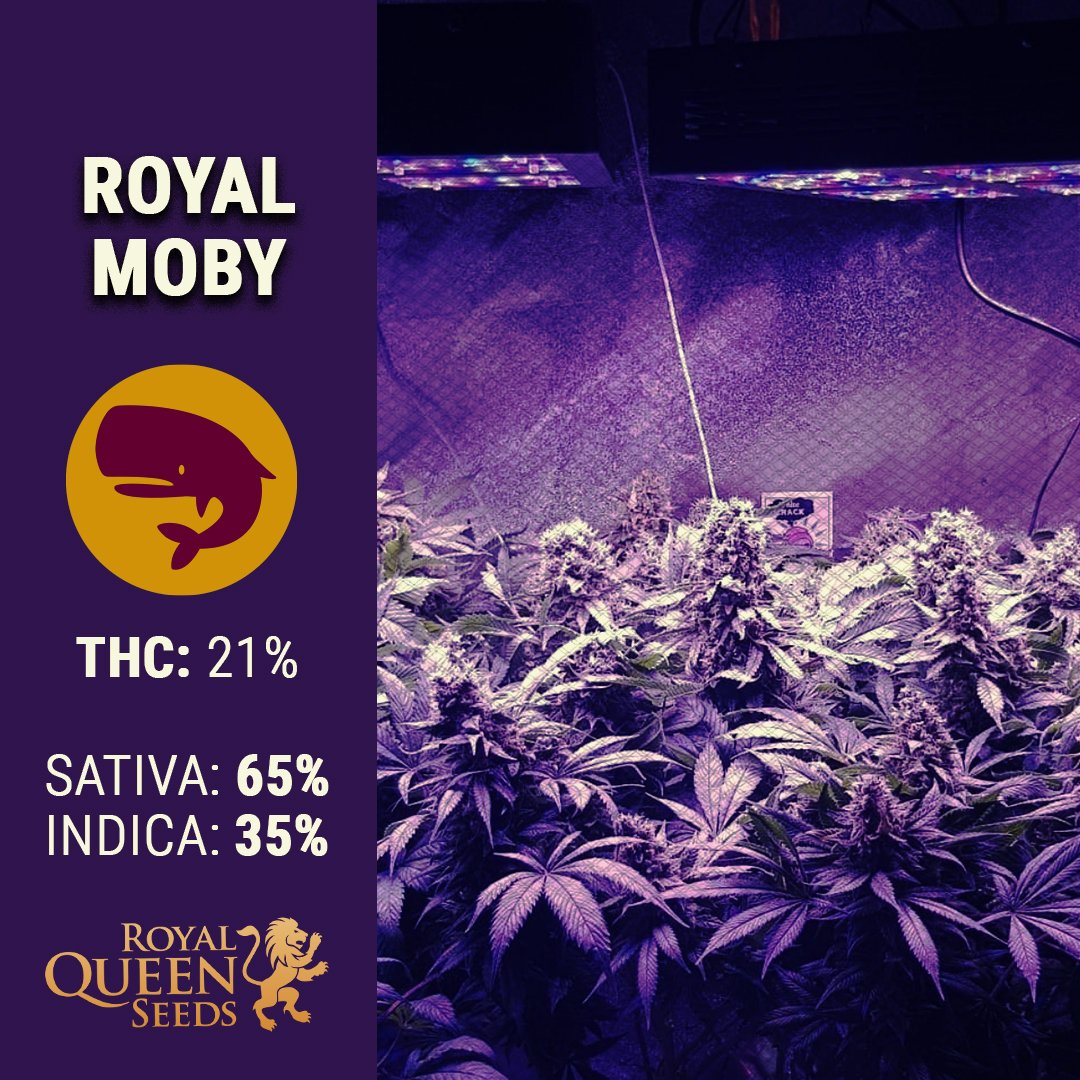 royalqueenseeds's tweet photo. Despite being a mix between #Sativa and Indica, #RoyalMoby 🐳 behaves and grows mostly like a Sativa plant.
The strain is named after a #legendary whale for a reason; it can grow large, abundant and hardy.
https://t.co/sbZewqQTfi
📸 Reisarik2 https://t.co/MMabsCK6xY