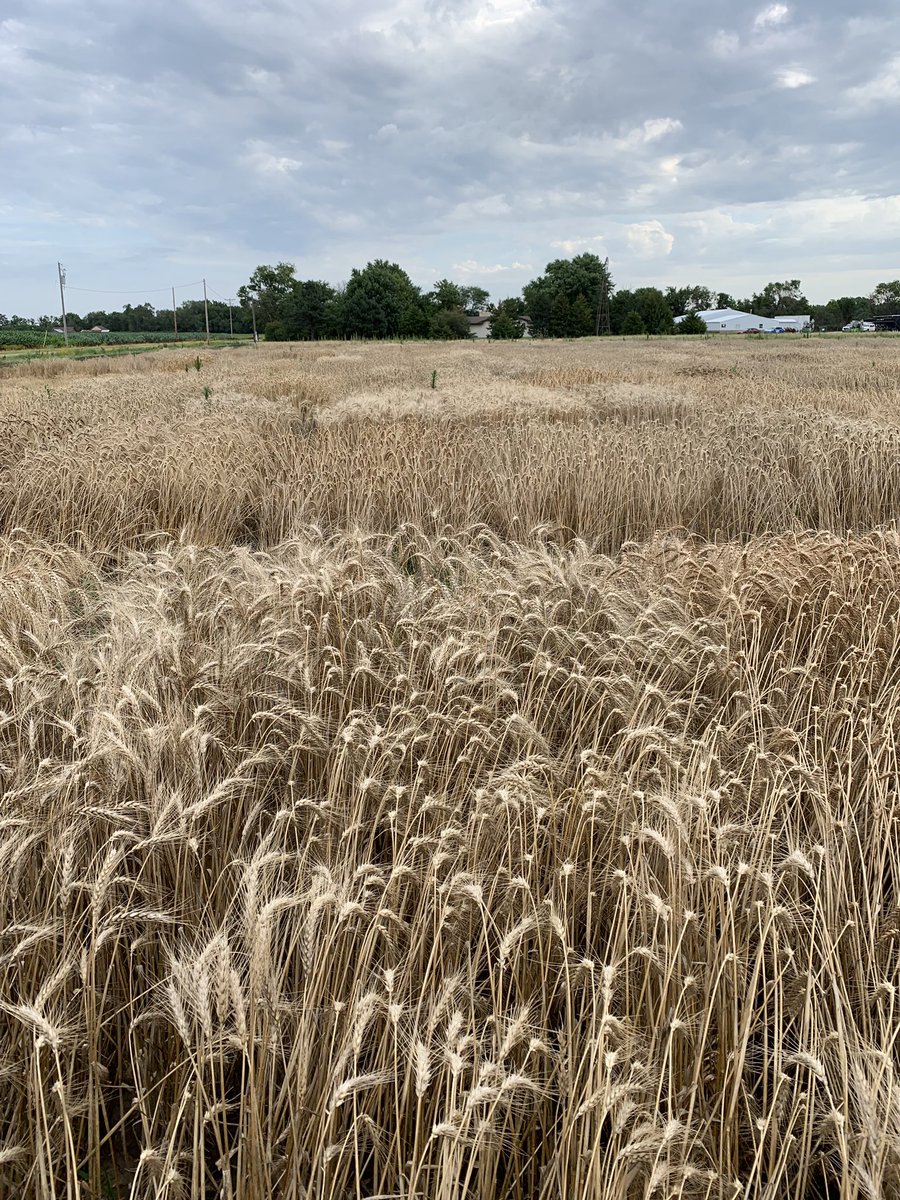 FrankWaughKAKE's tweet image. On today’s Wizard of Waugh we visit @LimagrainWheat south of Valley Center to talk about how wheat varieties are developed right here I. KAKEland! #ksag #Harvest19 #KSWheat