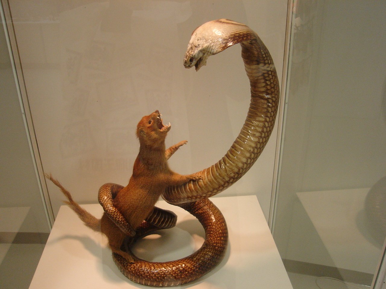 コブラ対マングース 剥製