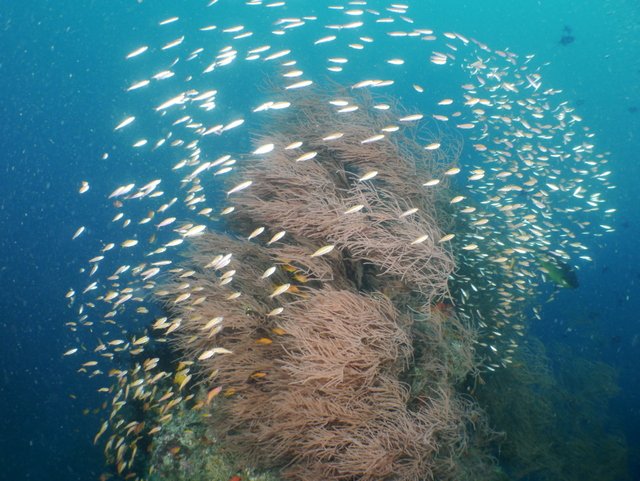 ＃MaayaThila, ＃AriAtoll, ＃Maldives - #マーヤティラ　#アリ環礁　#モルディブ - Dive Reco - ダイビングの記憶 blog.livedoor.jp/dive1000/archi…
