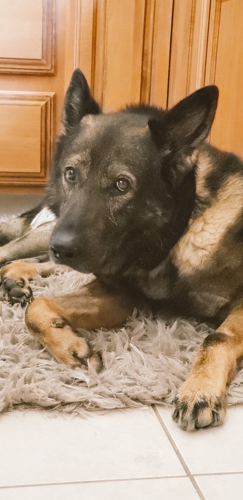 Viking relaxing in his usual spot.  #noplacelikehome