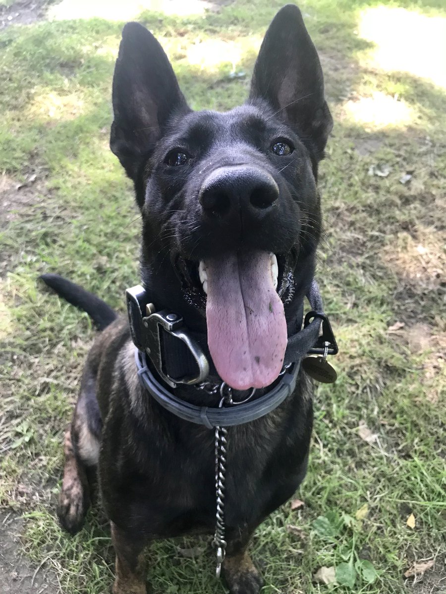 AwesomeSpaz12's tweet photo. GP work today with the hoodlum / Menace to society / devil disguised as a #dutchherder Arrow... #givemestrength 🙄🔫😂 #sunsouttonguesout #tonguetastic #Dutchherder #Malinois #GSD #cross #GPdog #manstopper 👊💪❤️🐾 https://t.co/2gohXojZAh
