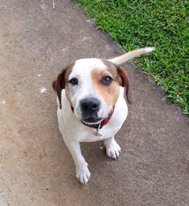 GFrontiere's tweet photo. Il y a des chiens qui ne sont pas nés sous une bonne étoile, et Jingle en fait partie.
Né en Guadeloupe, errant, blessé, pris en charge et soigné, et rapatrié en métropole il y a 3 mois.
Puis les galères s enchaînent pour lui, une première adoption ratée pour raisons... 1/4 https://t.co/cOTwTfvYsi